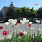 Tulips growing in front of Trinity Christian School