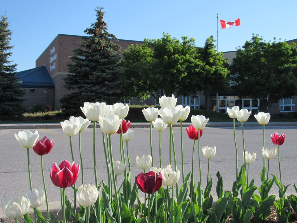 Tulips growing in front of Trinity Christian School