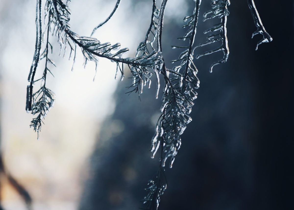 Freezing rain on a fur tree