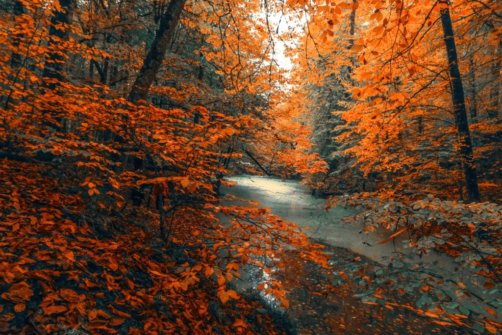 Autumn forest with stream