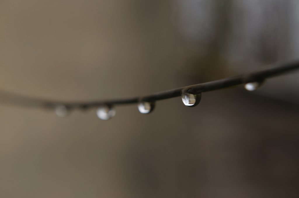 Dew dripping from a branch.