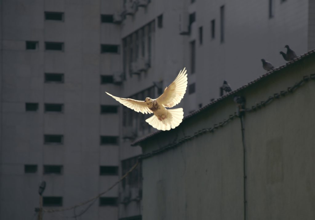 Photo of a dove in flight.