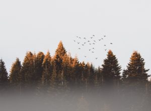 misty treetop landscape