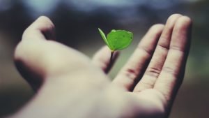 Hand holding a clover