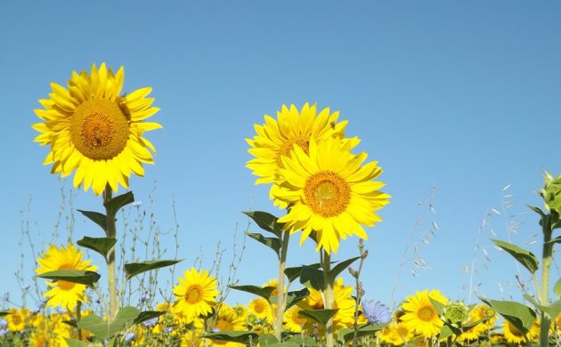 Sunflowers