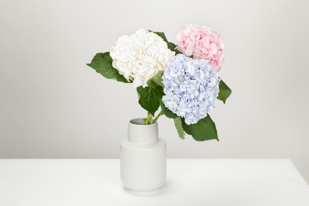 three hydrangeas in a vase