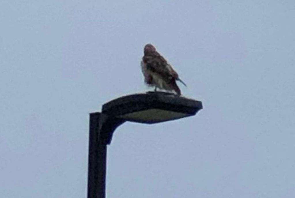Bird on a lightpost