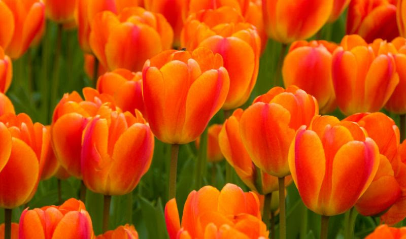 Orange Tulips